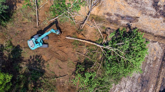 Aumentan más de un 315% reportes por tala de árboles en Hermosillo