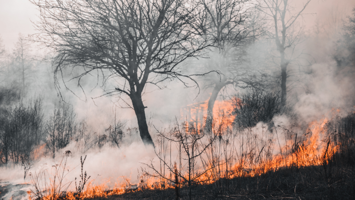 Mitigan autoridades cuatro incendios forestales en los últimos días