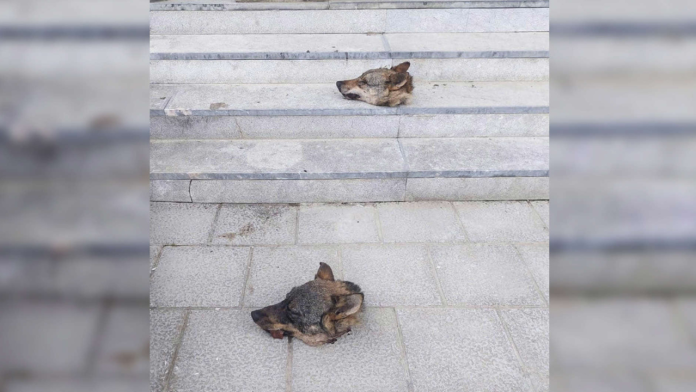 Dejan dos cabezas de lobo a las puerta de un ayuntamiento. © El Fielato (EFE)