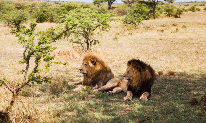 El león africano, a un paso de estar ‘en peligro de extinción’