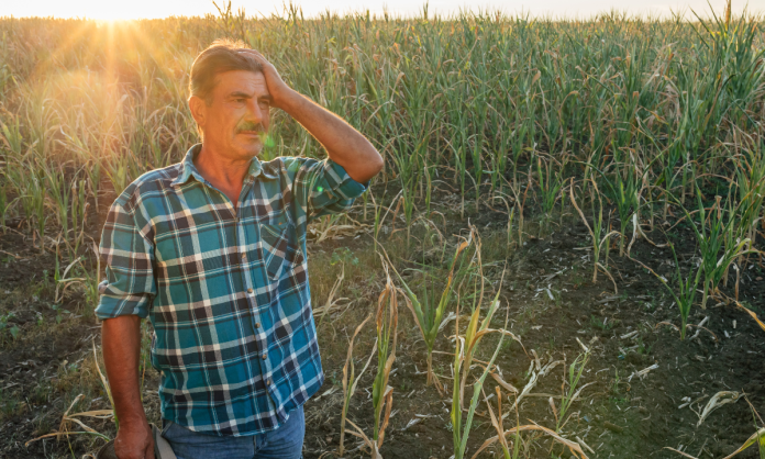 Sequía y calor ponen en riesgo la seguridad alimentaria, alerta sector agropecuario