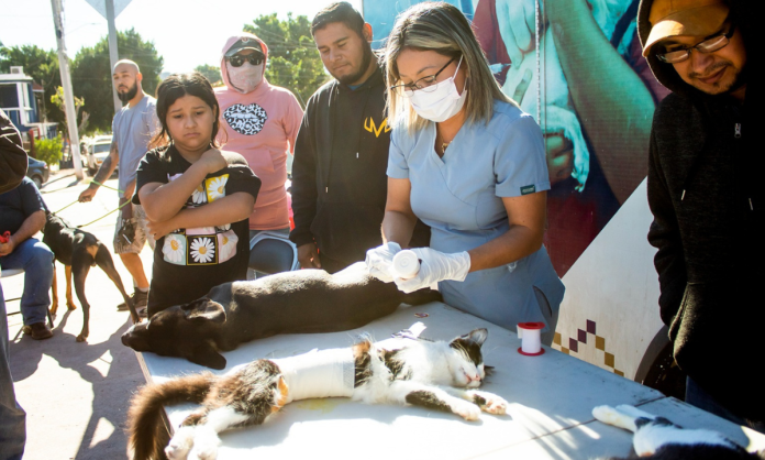 En Guaymas trabajan en equipo por el bienestar de perros y gatos