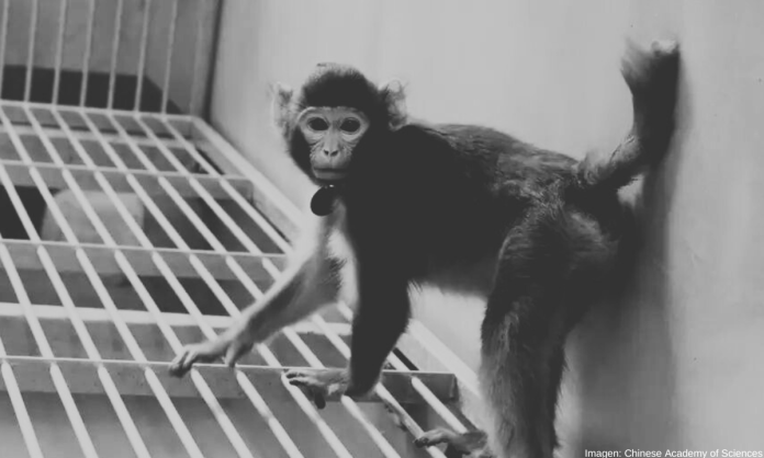 China mejora la técnica de clonación de primates