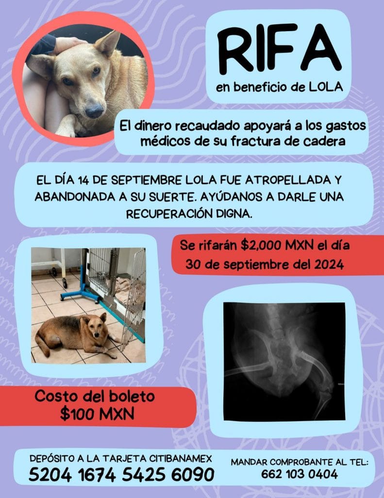 Realizan rifa con causa para pagar operación de cadera de perrita Lola atropellada en Hermosillo