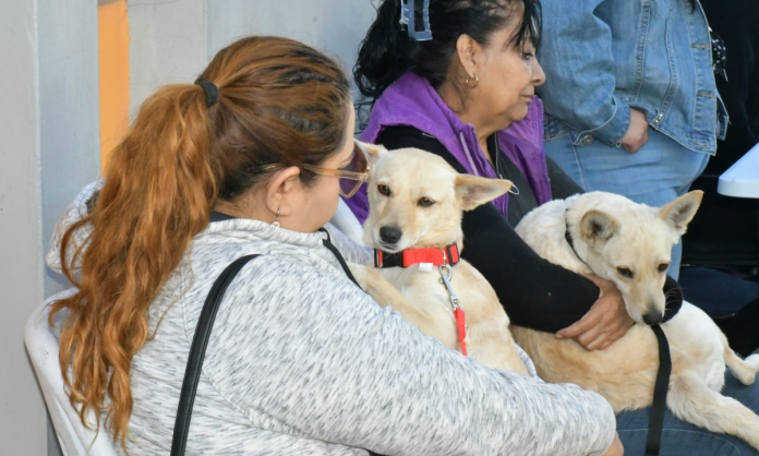 jornadas de esterilización Invita Ayuntamiento de Hermosillo a aprovechar las jornadas de esterilización y desparasitación a perros y gatos