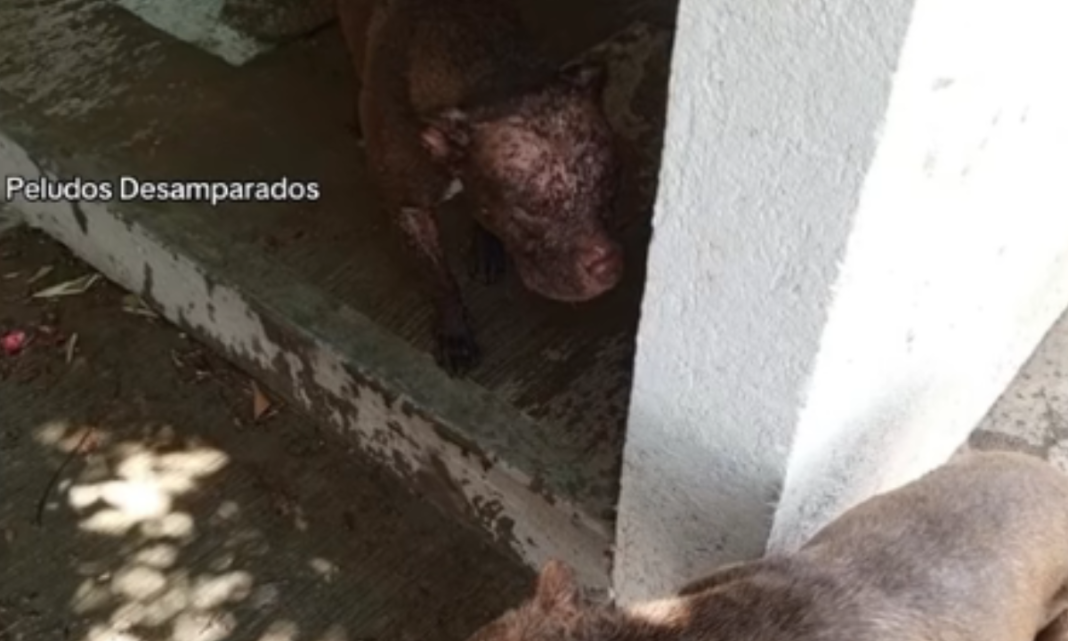 Sujeto es captado en video rociando con ácido a unos perritos