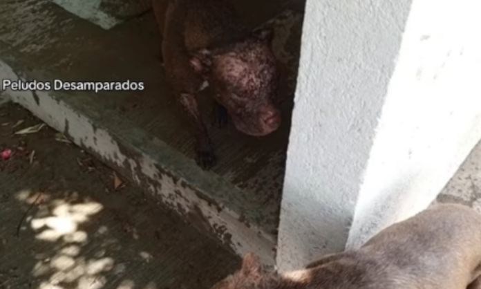 Sujeto es captado en video rociando con ácido a unos perritos Sujeto es captado en video rociando con ácido a unos perritos