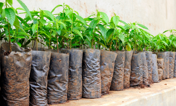 ¿Quieres reforestar? Vivero Estatal en Sonora regala hasta 5 plantas por persona