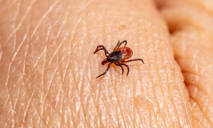 Rickettsia Rickettsia