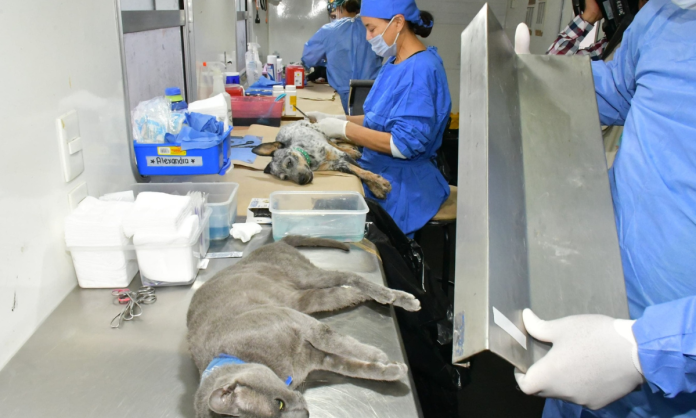 Continúa IMPBA esterilizaciones gratuitas durante el mes de agosto