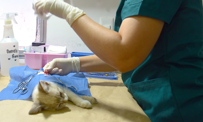 Llevará Ayuntamiento de Hermosillo esterilizaciones gratuitas a Vista Real y Las Minitas