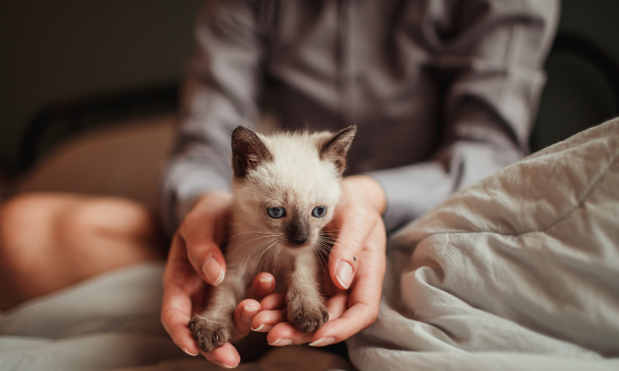 gato gato