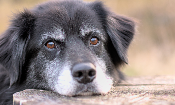 Empleados de Bienestar Animal arrojan los cuerpos de perros y gatos como si fueran basura