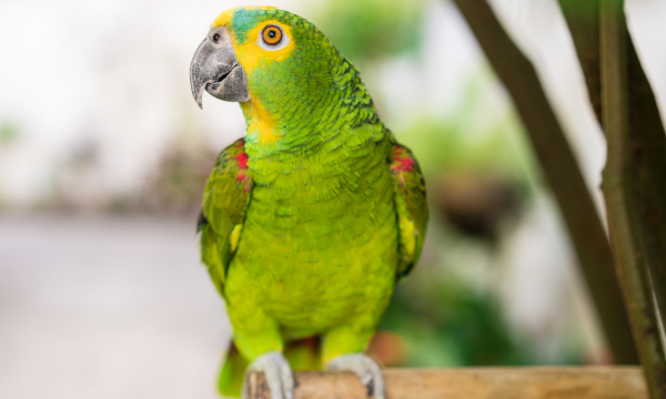 Lo que empieza como mascota puede terminar en un delito federal