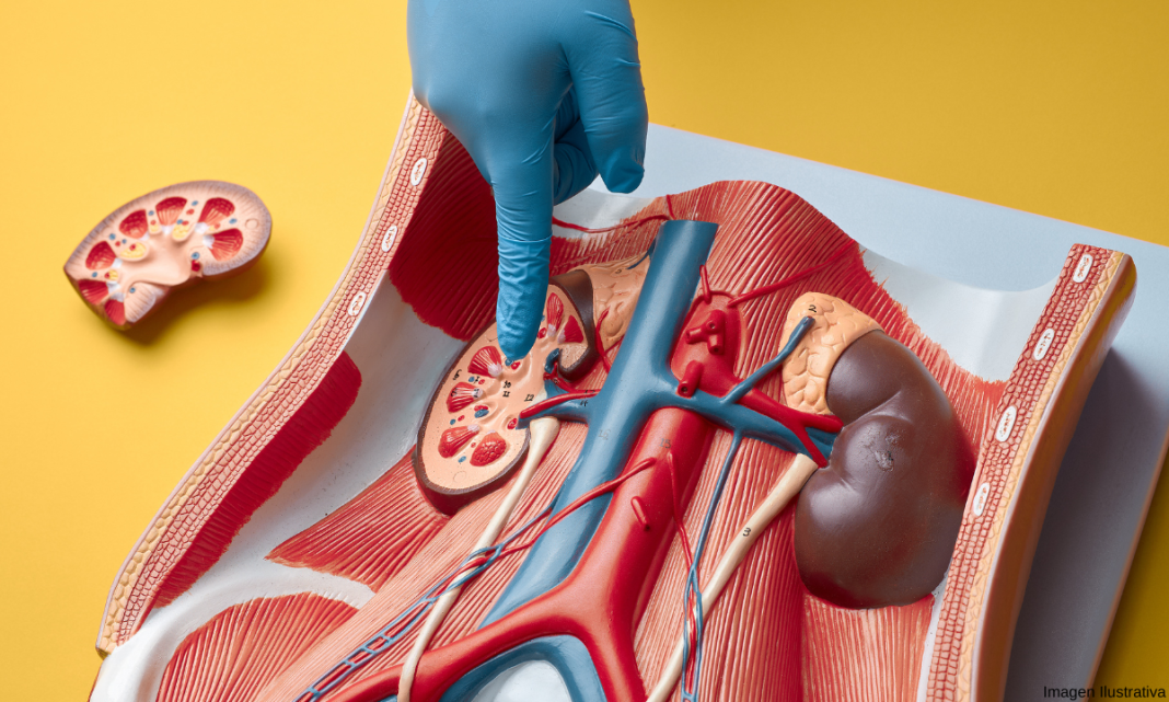 Científicos podrían revolucionar el tratamiento de la insuficiencia renal