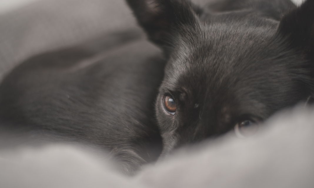 Australiano salva a su perro del cáncer con ayuda de chatbots y científicos