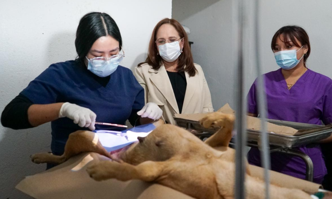 Presidenta municipal supervisa el Centro de Atención Canino y Felino en la colonia Antena