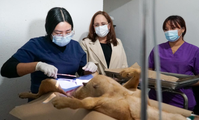 Presidenta municipal supervisa el Centro de Atención Canino y Felino en la colonia Antena