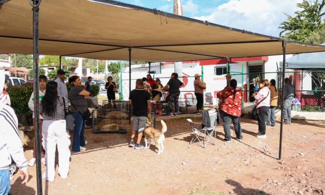 Logran la esterilización de 73 mascotas