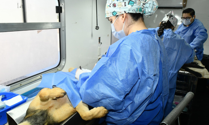 castraciones Supera Gobierno de Hermosillo las 50 mil castraciones caninas y gatunas en 2026